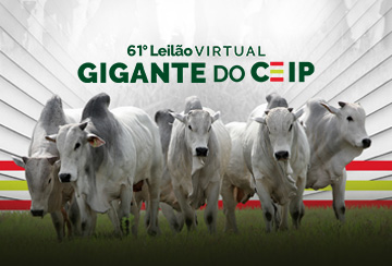 61º LEILÃO VIRTUAL GIGANTE DO CEIP - AGROPECUÁRIA JACAREZINHO